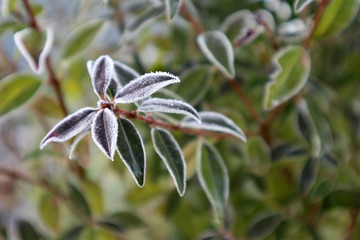 Reif am Morgen nach einer kalten Nacht
