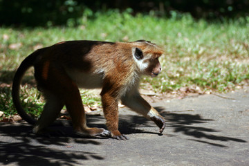 Monkey on the street, Kandy, Sri Lanka