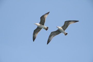 Möwe, bird, Vogel, luft, Himmel, Flügel 