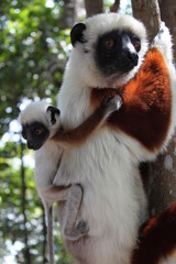 Coquerel Sifaka mit jungem Baby am Rücken in Madagascar