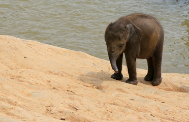 Small elephant, bathing in the river, Pinnawala, Sri Lanka