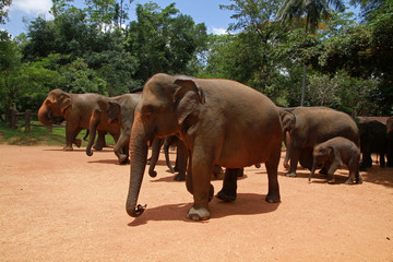 Elephant in Pinnawala Orphanage, Sri Lanka
