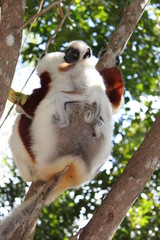 Coquerel Sifaka mit jungem Baby am Rücken in Madagascar