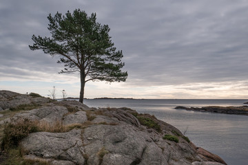 Obraz na płótnie Canvas Sea horizons tree