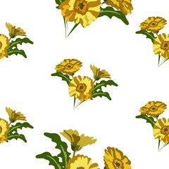 Seamless floral background on a white background. Calendula flowers