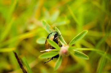 bug insect sitting in green plant