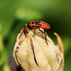 Firebug, Red Firebug, Pyrrhocoris apterus