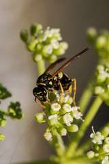 European Paper Wasp, Polistes dominula