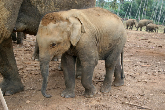 Elephant baby in Pinnawala Orphanage, Sri Lanka