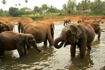 Bathing Elephants in the river, Pinnawala, Sri Lanka