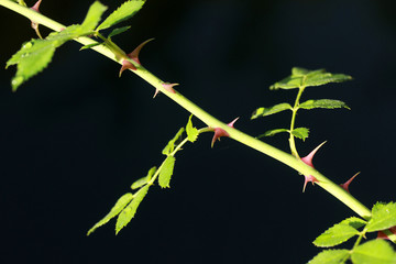 Rose thorn against black background