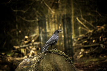 Rabe im Wald