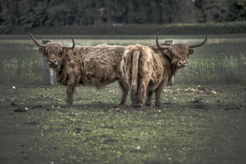 Highland Rinder