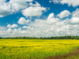 Obraz premium Field Of Blooming Rapeseed Plants Under Blue Clouded Sky In Summer