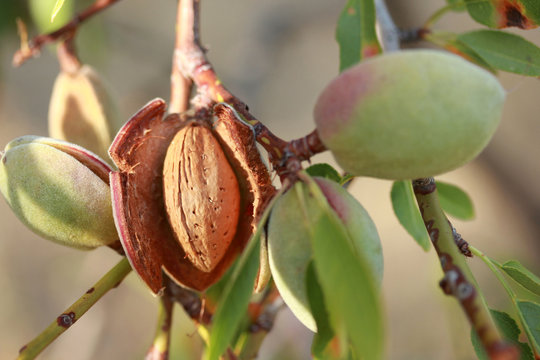 Almonds on a tree 