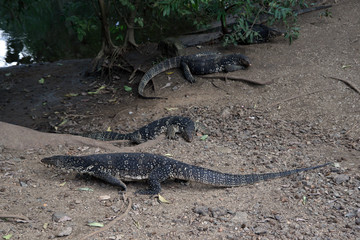 Monitor lizards, close to Sigiriya area, Sri Lanka