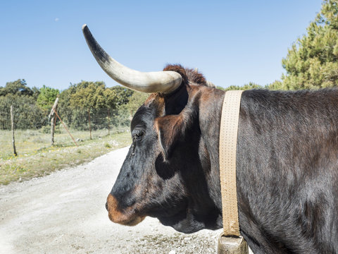 retrato de una cabeza de toro con cuernos largos en el campo con moscas en los ojos y un cencerro colgado del cuello