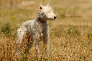 perro blanco en el campo