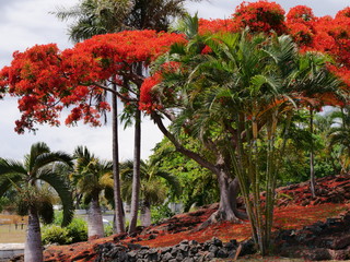 Flamboyant rouge, La Réunion , série 