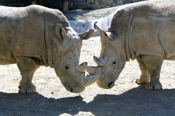 Obraz premium Rhinoceros. Two white rhinoceroses.