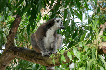 Lemur in Animal Sanctuary