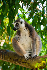 Lemur in Animal Sanctuary