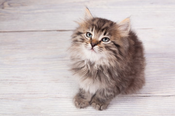 Fototapeta premium Young fluffy kitten