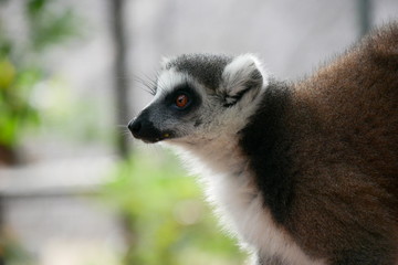 Lemur in Animal Sanctuary