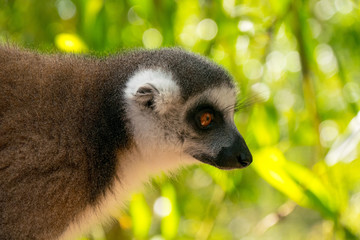 Lemur in Animal Sanctuary