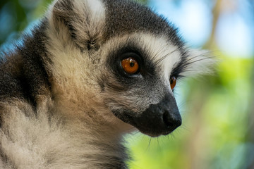 Lemur in Animal Sanctuary