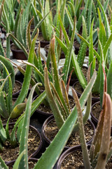 Aloe vera plantation in nursery
