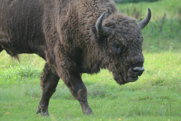 Bison head