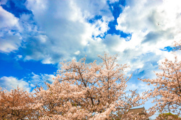 Cherry Blossom in the sky