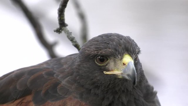 harris hawk blink and chirp 4k slow motion
