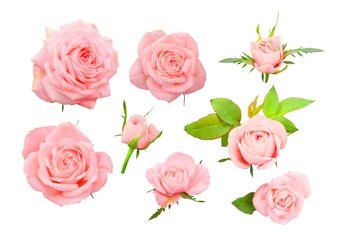 Fotobehang Rozen Set van delicate roze rozen, bogen en bladeren geïsoleerd op een witte achtergrond.