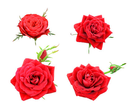Set of red roses isolated on white background.