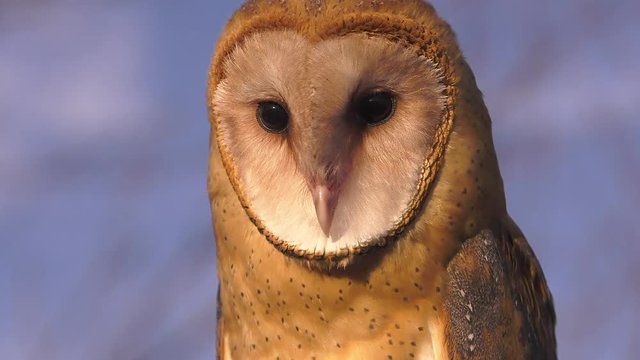 barn owl blinking super slow motion 4k