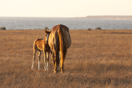 Mare with cute little foal on the pasture.