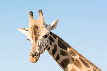 Portrait of an African giraffe. Head and long neck. Wild animal.
