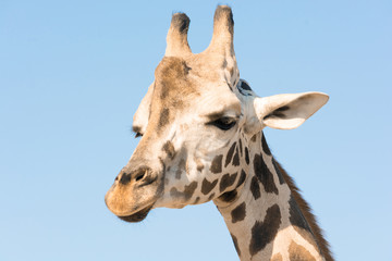 Portrait of an African giraffe. Head and long neck. Wild animal.