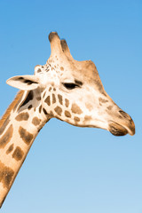 Portrait of an African giraffe. Head and long neck. Wild animal.