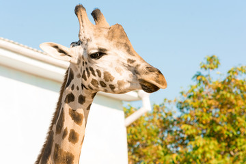 Naklejka premium Portrait of an African giraffe. Head and long neck. Wild animal.