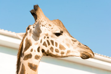 Portrait of an African giraffe. Head and long neck. Wild animal.