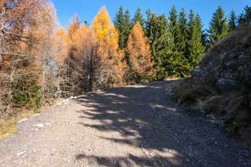 Fototapeta premium Forest road in the mountains. Roadside fir trees