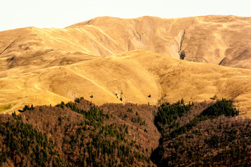 Mountain peaks in a warm bright sunlight.Fir trees downwards