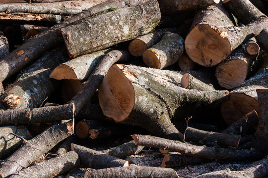Unstacked wood logs in a sunny day late autumn