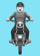 Portrait of Polar Bear with rides motorcycle, hand-drawn illustration