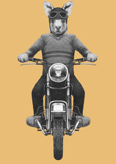 Kangaroo rides motorcycle, hand-drawn illustration