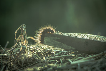 a caterpillar and a beetle in the backlight of the sunset 