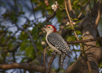 Woodpecker